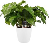 FloriaFor - Calathea Network Met Elho Brussels White - - ↨ 50cm - ⌀ 17cm