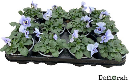 violen - cornuta - kleinbloemig - licht blauw - tuinplant - voorjaarsbloeier - deflorah