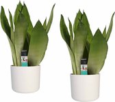 FloriaFor - Euphorbia Erytrea Canarias Met Elho Sierpot (Brussels Round Soap) - - ↨ 80cm - ⌀ 25cm