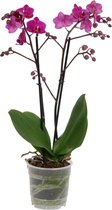 FloriaFor  - Cosy Candy - Vers Van De Kweker - ↨ 45cm - ⌀ 12cm