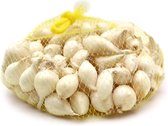 Snowball - witte plantui - pootui - maat 14/21 - 1 kilo (ca. 200 stuks)