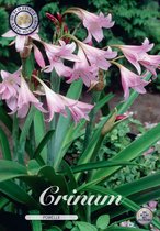 2 x Crinum | Powellii