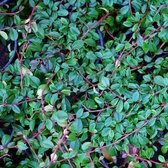 Cotoneaster dammeri 'Major' - Dwergmispel - Planthoogte: 30-40 cm - Pot Ø 14 cm (1,5 liter)