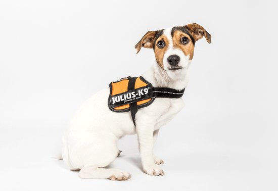 Jack Russell terriër met een oranje Julius-K9® "Glowing in dark" tuigje.