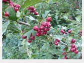 Crataegus monogyna - EENSTIJLIGE MEIDOORN - 60-80 cm in pot