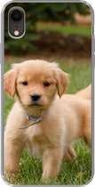 Geschikt voor iPhone XR hoesje - Golden Retriever pup in het groene gras - Siliconen Telefoonhoesje