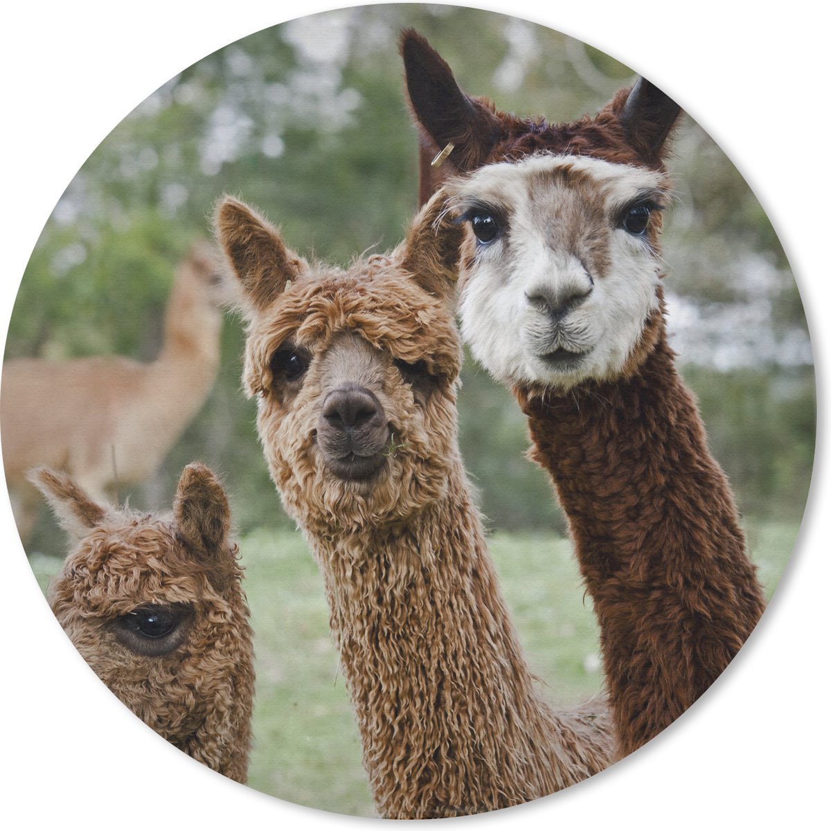 Muismat rond 50x50 cm - Mousepad Alpaca - Dier - Bruin - Ronde muismatten