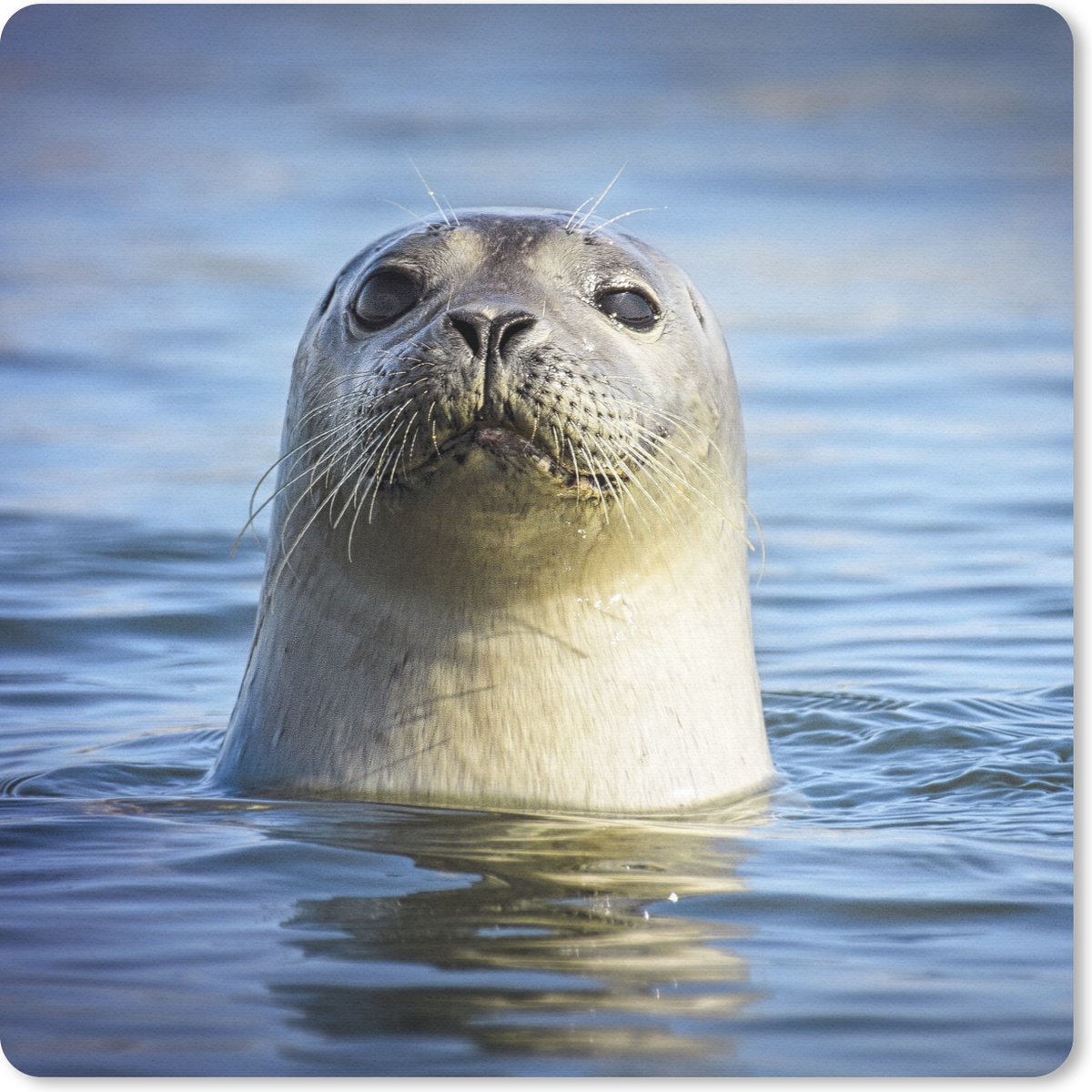 Muismat 20x20 cm - Mousepad Zeehond - Portret - Water - Muismatten