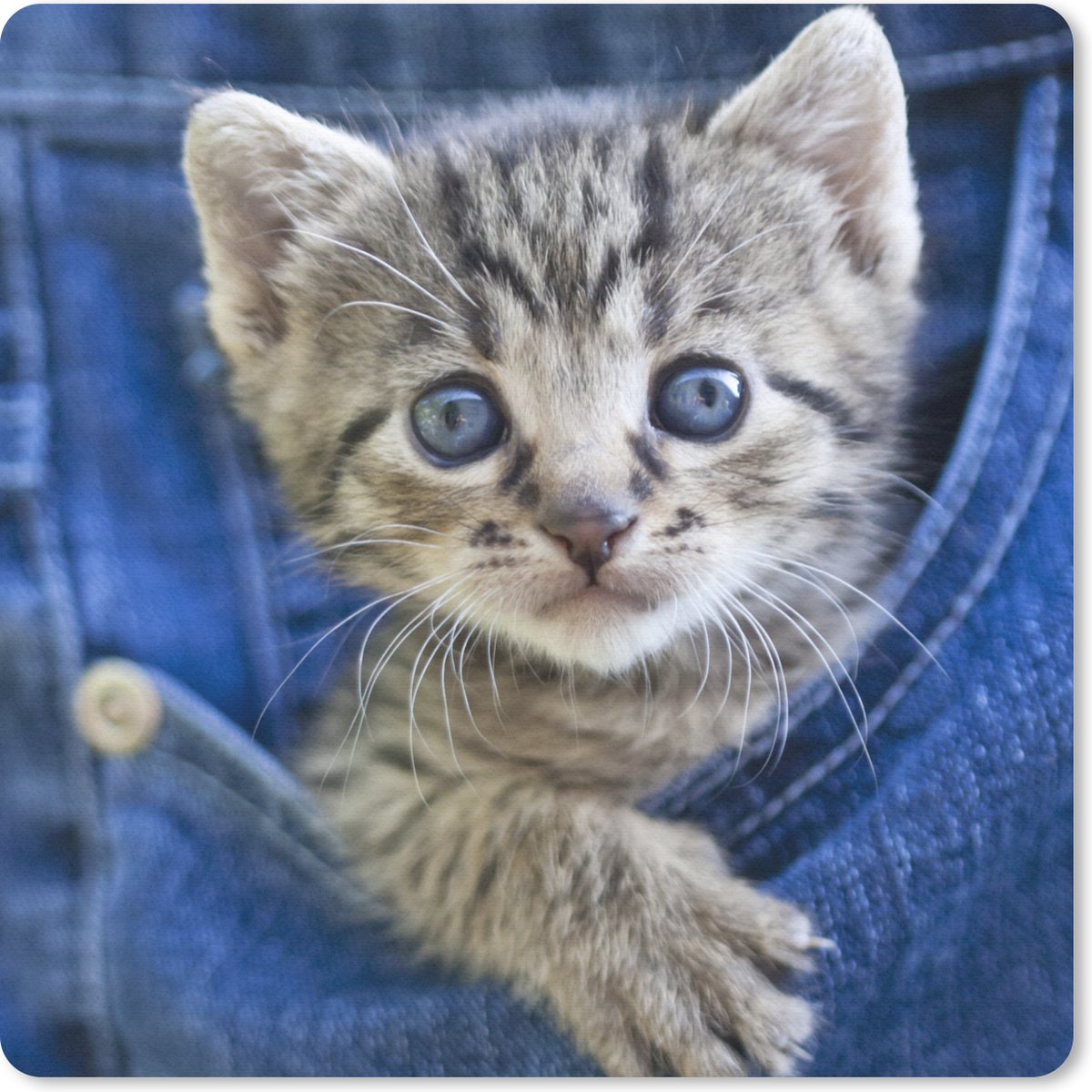 Muismat 20x20 cm - Mousepad Een kitten in een denim jeans - Muismatten