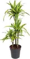 Kamerplant van Botanicly – Drakenboom – Hoogte: 105 cm – Dracaena fragr. dermensis Lemon Lime