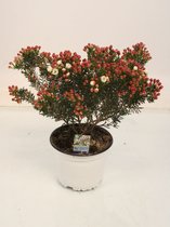 Kamerplant van Botanicly – Chamelaucium uncinatum – Hoogte: 35 cm