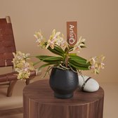 Artisto crafts orchidee geel in Abruzzo zwarte pot | Ø 9 cm | ↕ 40-50 cm