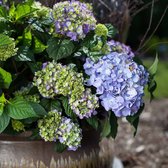 2x Hydrangea macrophylla ‘Endless Summer BloomStar® Blue’ – Hortensia