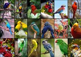 Collage - World's Most Beautiful Birds