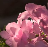 2x Hydrangea macrophylla ´Endless Summer The Original Pink®’ – Hortensia