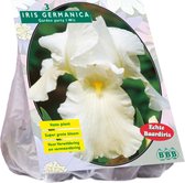 Baltus Iris Germanica Wit bloembollen per 3 stuks