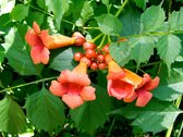Campsis t. 'Madame Galen' 70-80cm - trompetbloem - 2 stuks - oranje rode bloemen -  in pot