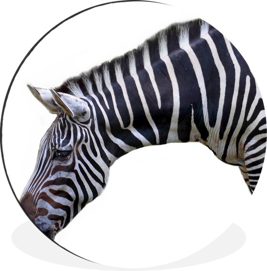 Cou et tête de zèbre sur fond blanc Cercle mural aluminium ⌀ 60 cm - impression photo sur cercle mural / cercle vivant / cercle de jardin (décoration murale)