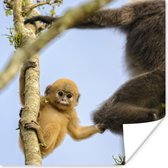 Poster Jonge aap kijkend in de camera - 50x50 cm