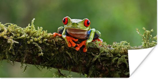 Poster Grenouille aux yeux rouges sur branche couverte - 150x75 cm