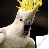 Affiche Un cacatoès blanc avec une crête jaune - 50x50 cm