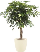 Schefflera Arboricola gold capella met Elho Brussels Round pot Soap - Hoogte ↕100cm - pot ∅27cm