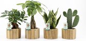 Kamerplanten van Botanicly – 4 × Planten Mix – Hoogte: 30 cm – Mix