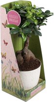 Kamerplant van Botanicly – Chinese vijg – Hoogte: 40 cm – Ficus microcarpa Ginseng