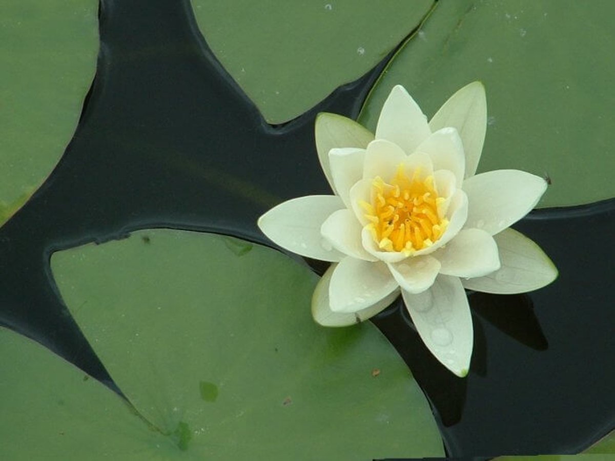 Waterlelie Nymphaea alba (inheemse witte waterlelie) - Vijverklaar opgeplant in een mand van 19 x 19 cm - Lang bloeiende, inheemse waterlelie soort - Vijverplant - Vijverplanten Webshop