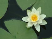 Waterlelie Nymphaea alba (inheemse witte waterlelie) - Vijverklaar opgeplant in een mand van 19 x 19 cm - Lang bloeiende, inheemse waterlelie soort - Vijverplant - Vijverplanten Webshop