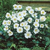 12x Japanse anemoon (Anemone hup. 'Honorine Jobert') - P9 pot (9x9)