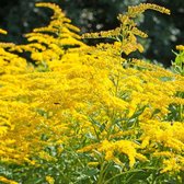 12x Guldenroede (Solidago 'Goldkind') - P9 pot (9x9)