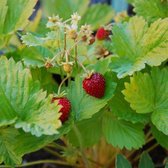 12x Bosaardbei (Fragaria vesca 'Alexandria') - P9 pot (9x9)