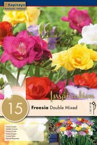 Freesia 'Double Mixed' - zomerbollen