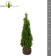 De Thuja Occidentalis smaragd 100-120 haagplant of als solitaire