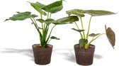 Tropische kamerplanten set in mand - Alocasia Cucullata 60cm, ø19 + Alocasia Wentii, 60cm, ø19 - Makkelijke kamerplanten - Tropische planten in mand - Luchtzuiverend - Vers van de kwekerij