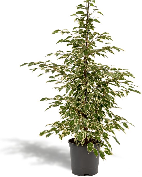 Hello Plants | Ficus Benjamina Twilight