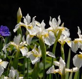 12x Siberische lis (Iris sibirica 'Snow Queen') - P9 pot (9x9)