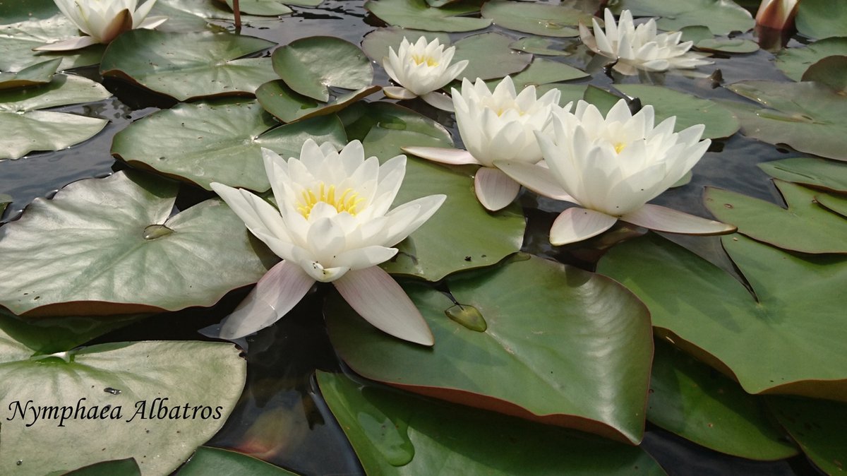 Waterlelie Nymphaea albatros (zuiver witte waterlelie) - Vijverklaar opgeplant in een mand van 19 x 19 cm - Vijverplant - Vijverplanten Webshop