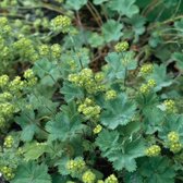 12x Vrouwenmantel (Alchemilla erythropoda) - P9 pot (9x9)