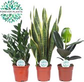 Kamerplanten van Botanicly – 3 × Planten Mix – Hoogte: 60 cm – Mix