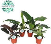 Kamerplanten van Botanicly – 4 × Planten Mix – Hoogte: 50 cm – Mix