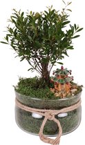 Bonsai van Botanicly – Bonsai – Hoogte: 25 cm – Bonsai