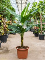 Bananenplant Musa tropicana M 170 cm kamerplant
