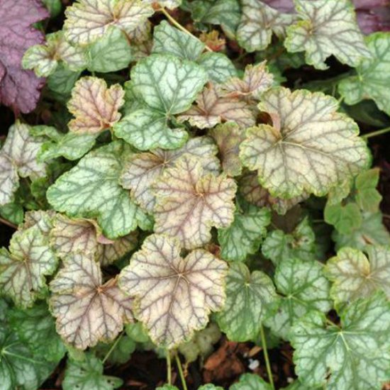 Foto: 3 x heuchera mint frost purperklokje pot 9x9cm