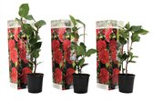 Plant in a Box - Camellia Japonica Rood - Set van 3 - Japanse Rozen - Pot 9cm - Hoogte 25-40cm