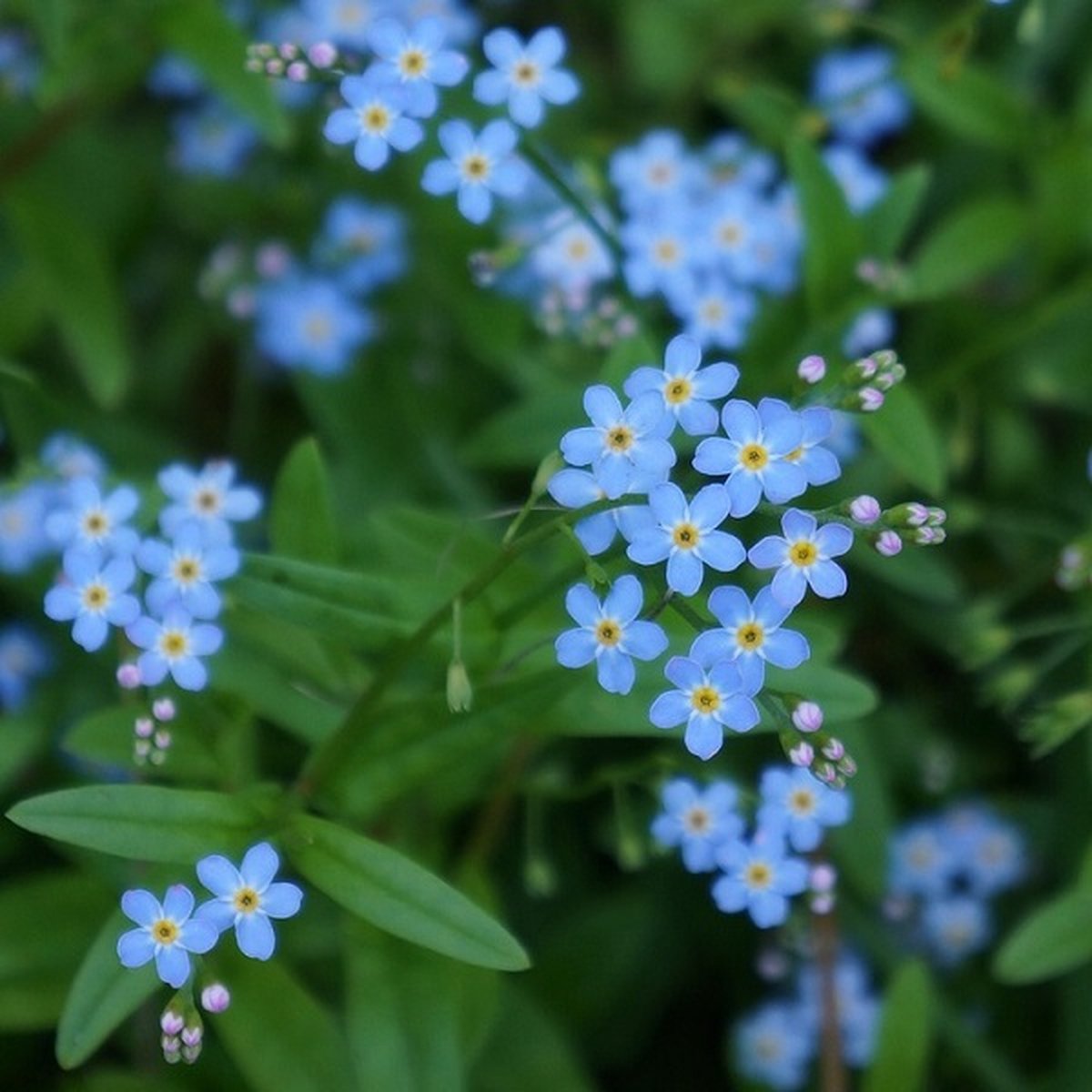 Welke planten bloeien de hele zomer? Een uitgebreide lijst - In mijn tuin Welke planten bloeien de hele zomer? Een uitgebreide lijst - In mijn tuin