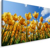 Schilderij - Gele tulpen, premium print