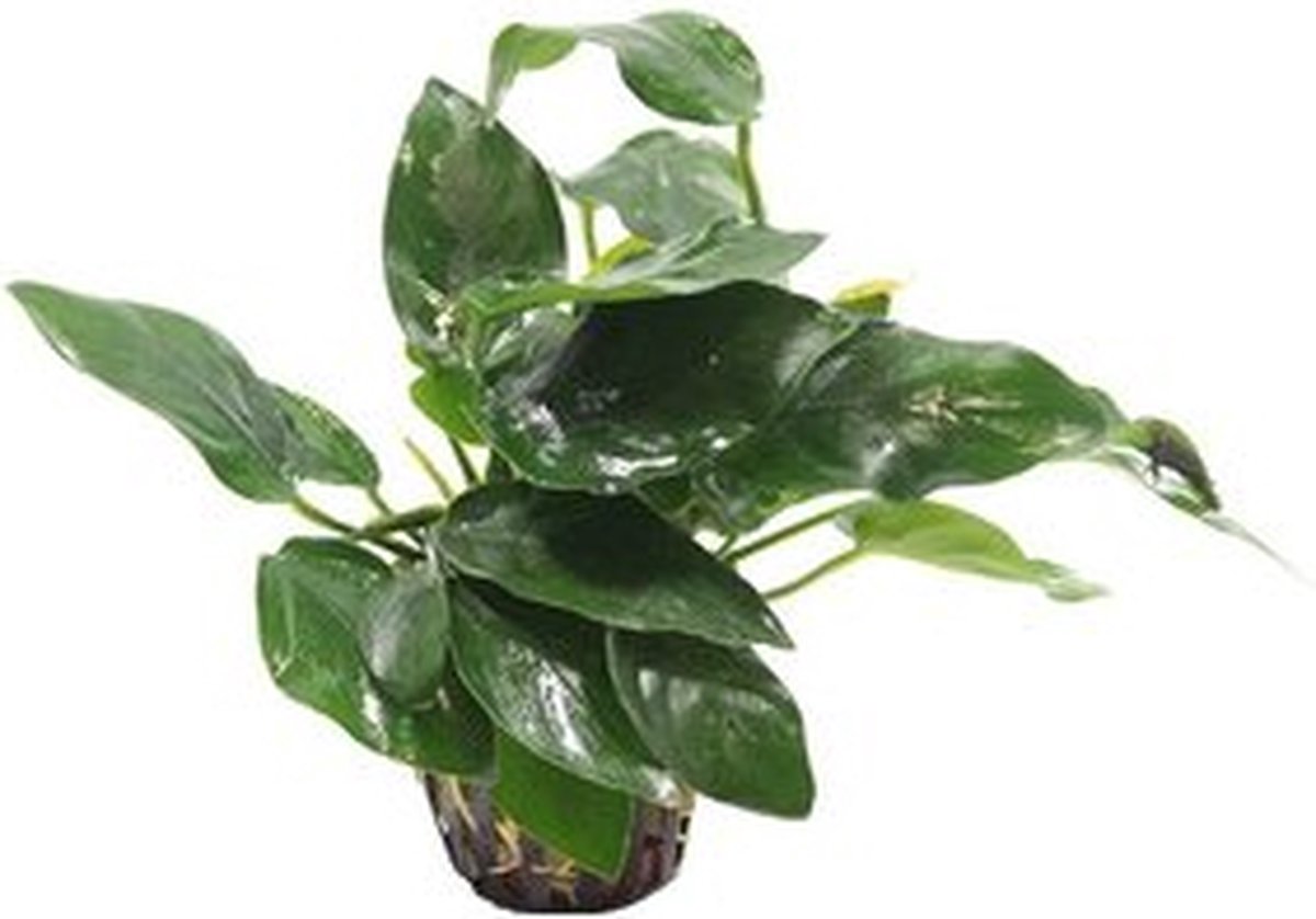 Anubias Nana