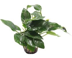 Anubias Nana